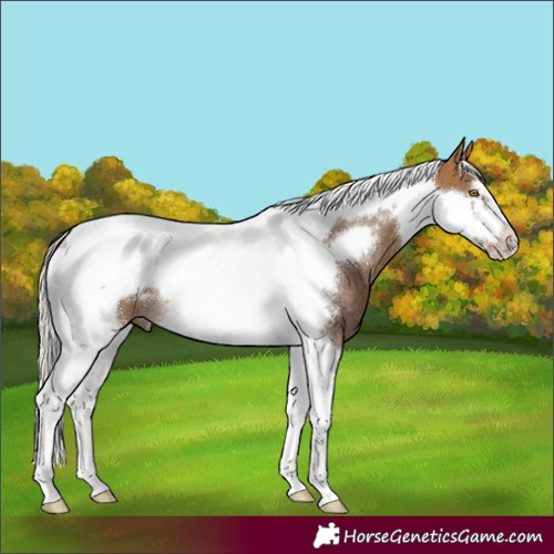 Horse Color:Silver Buckskin Tobiano Frame Rabicano 