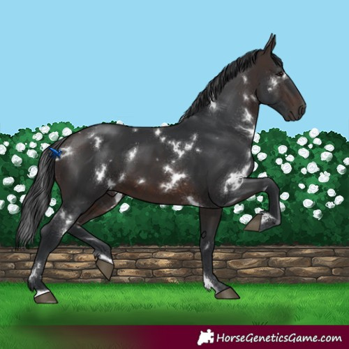 Horse Color:White Spotted Brown 