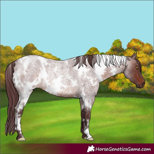 Horse Color:White Spotted Chocolate Brown Roan Rabicano 
