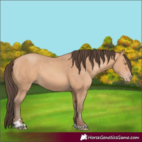 Horse Color:Amber Champagne 