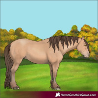 Horse Color:Amber Champagne 