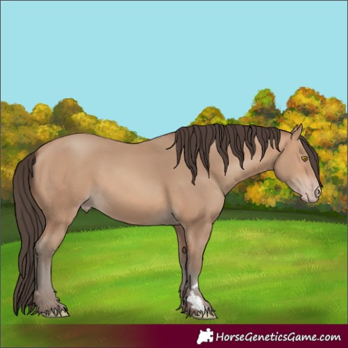 Horse Color:Amber Champagne 