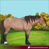 Horse Color:Bay Roan 