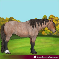Horse Color:Bay Roan 
