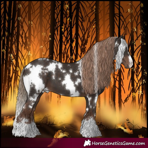 Horse Color:White Spotted Liver Chestnut 
