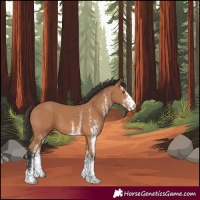 Horse Color:White Spotted Bay