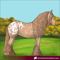 Horse Color:Chestnut Blanket