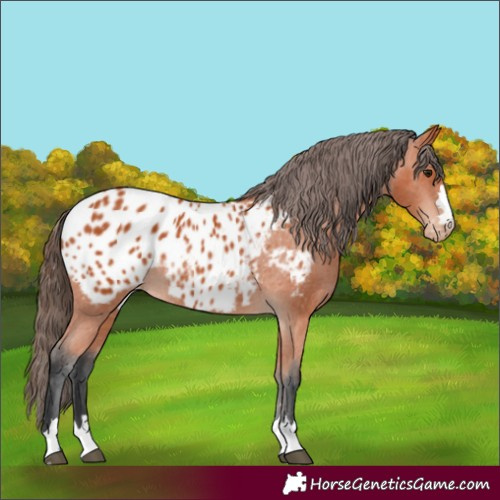 Horse Color:Bay Appaloosa 