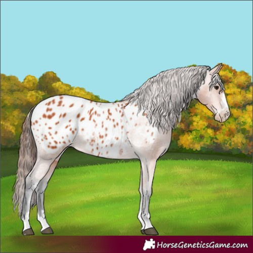 Horse Color:Bay Appaloosa