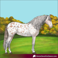 Horse Color:Bay Blanket 