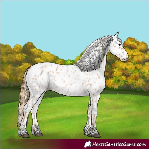Horse Color:Red Roan Leopard