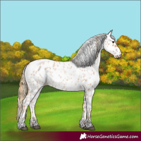 Horse Color:Red Roan Leopard