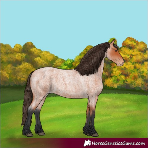 Horse Color:Bay Roan Varnish