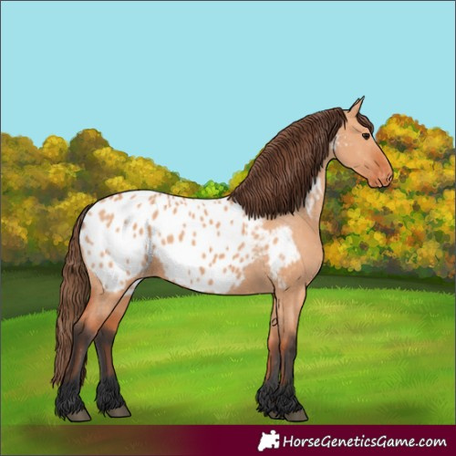 Horse Color:Bay Dun Blanket 