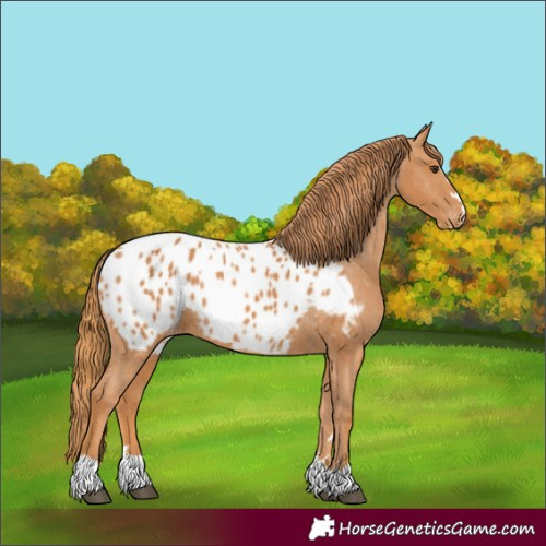 Horse Color:Chestnut Blanket
