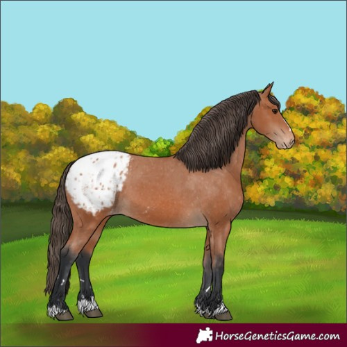 Horse Color:Bay Blanket