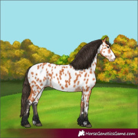 Horse Color:Bay Near Leopard 