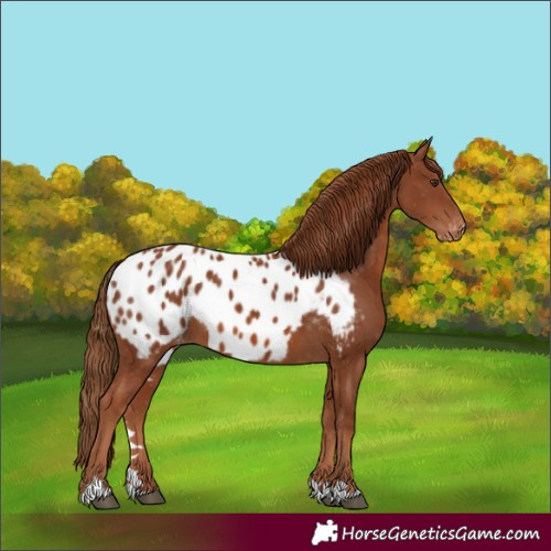 Horse Color:Chestnut Near Leopard 
