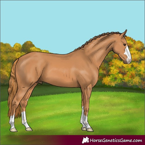 Horse Color:Unknown 