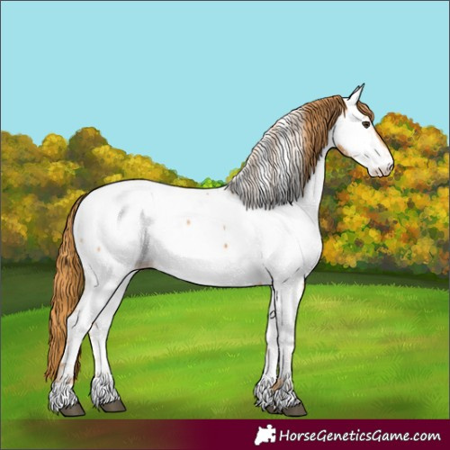Horse Color:Chestnut Fewspot 