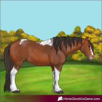 Horse Color:Bay Tobiano Varnish