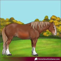 Horse Color:Chestnut Splash