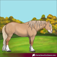 Horse Color:Red Dun Splash 