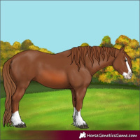Horse Color:Chestnut Splash 
