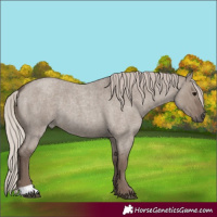 Horse Color:Silver Grullo Roan 