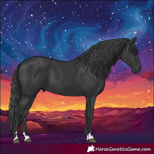 Horse Color:Black 