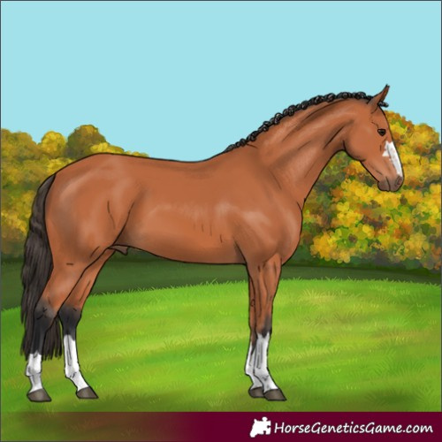 Horse Color:Unknown 