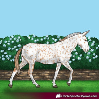 Horse Color:Chestnut Splash Near Leopard