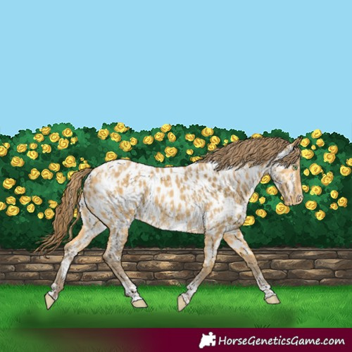 Horse Color:Amber Cream Champagne Appaloosa and Amber Cream Champagne Appaloosa