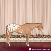 Horse Color:Chestnut Splash Appaloosa 