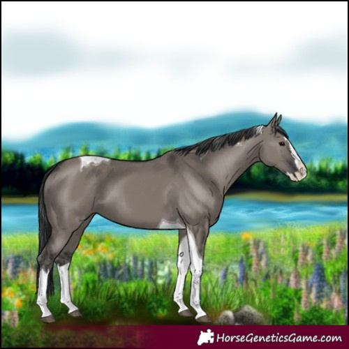 Horse Color:Grullo Splash Tobiano 
