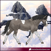 Horse Color:Grullo Splash Tobiano