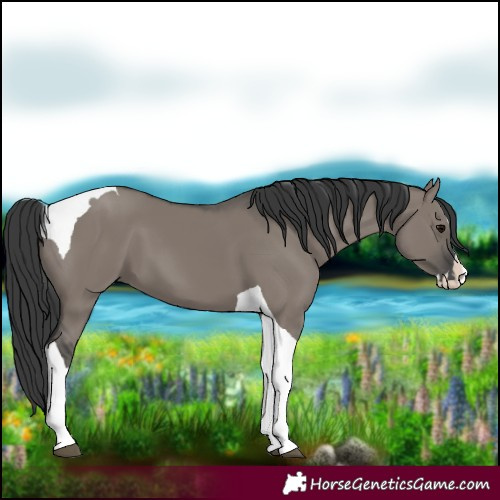 Horse Color:Grullo Splash Tobiano 