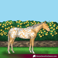 Horse Color:Gold Cream Champagne Appaloosa 