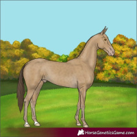 Horse Color:Classic Cream Champagne