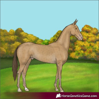 Horse Color:Classic Cream Champagne 