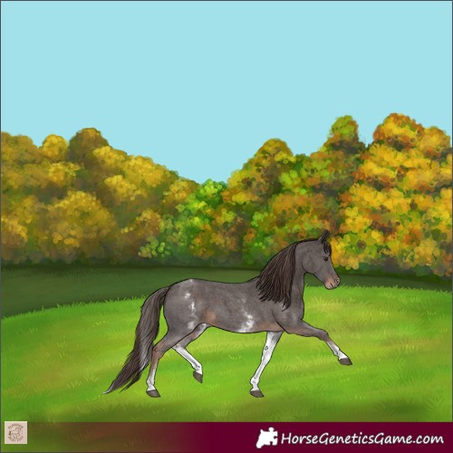 Horse Color:White Spotted Liver Chestnut Sabino 