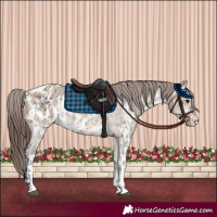 Horse Color:Bay Dun Sabino Splash Appaloosa and Bay Dun Sabino Appaloosa