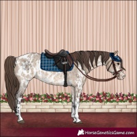 Horse Color:Bay Dun Sabino Splash Appaloosa and Bay Dun Sabino Appaloosa