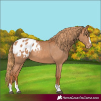 Horse Color:Chestnut Appaloosa 