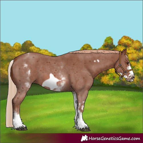 Horse Color:White Spotted Chestnut Sabino Frame