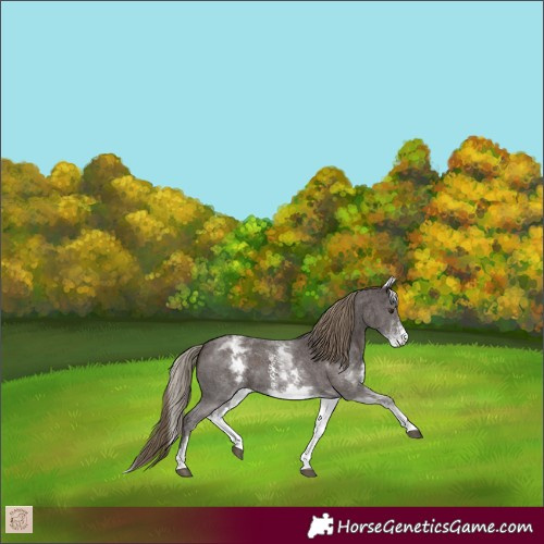 Horse Color:White Spotted Liver Chestnut Sabino 