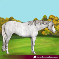 Horse Color:Silver Blue Roan Sabino 