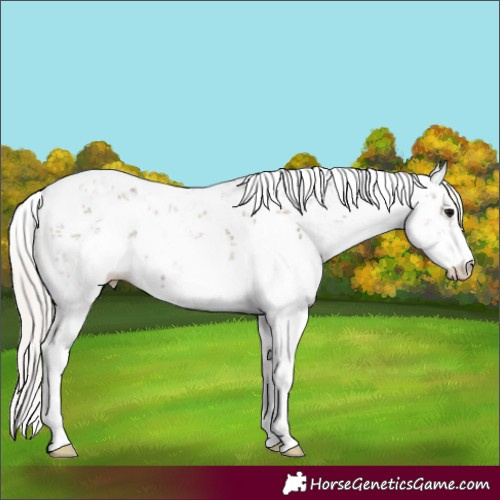 Horse Color:Silver Black Sabino 