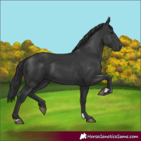 Horse Color:Unknown 