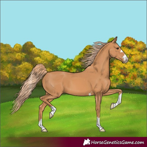 Horse Color:Chestnut 